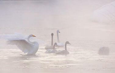 bfy, dfi & support list ! ♡